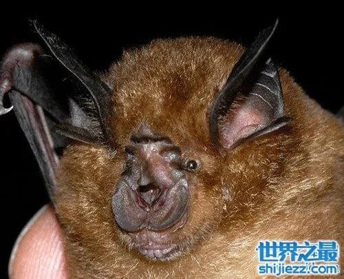 中华菊花蝠是SARS病毒传播源头 潜在多种病毒危害