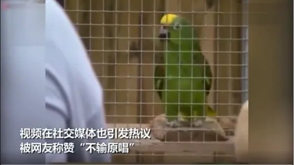 鹦鹉模仿碧昂斯唱歌时的表现如何？