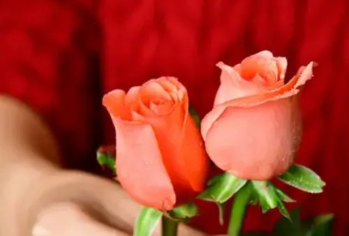 2朵玫瑰花代表什么意思 两朵玫瑰花适合送给什么人