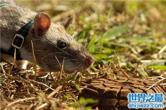 变种巨鼠体型庞大,大多数体型超过一只成年的猫