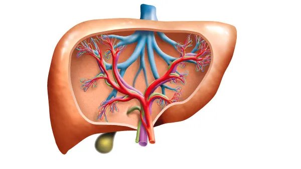 什么原因让年轻人染上肝癌 这些因素可能导致肝癌