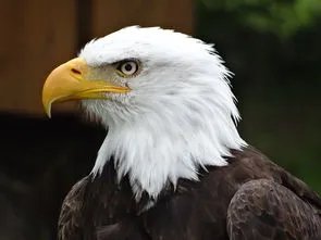 国鸟是公鸡的国家是哪个国家 我们中国的国鸟是什么呢