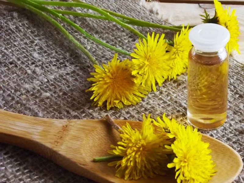 蒲公英的功效与作用及食用方法