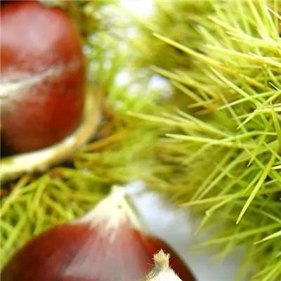 白癫疯初期不能吃什么