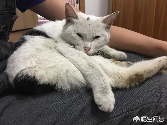 如何看待成都街头流浪小狗求助辅警，守候路边等他下班，最终被收养？