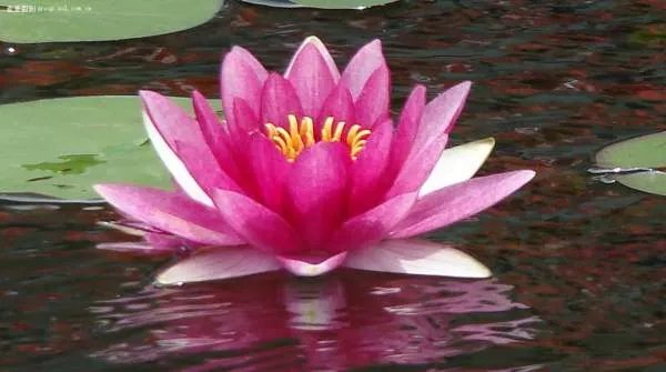 莲花是什么颜色呢？