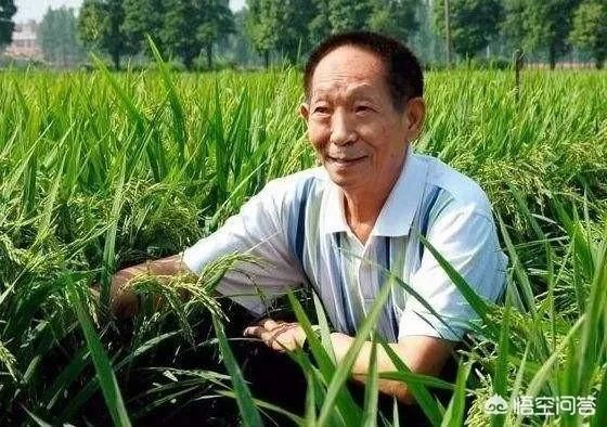 华为与袁隆平合作开发海水稻。你怎样看海水稻经济效益？是否可行？