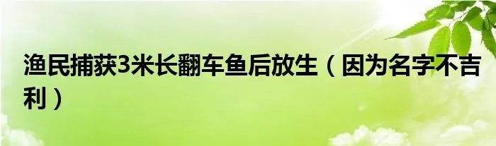 渔民捕获3米长翻车鱼后放生（因为名字不吉利）