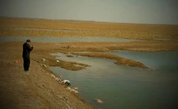 黄河大堤内出现的那么多死猪，究竟是从何而来的？