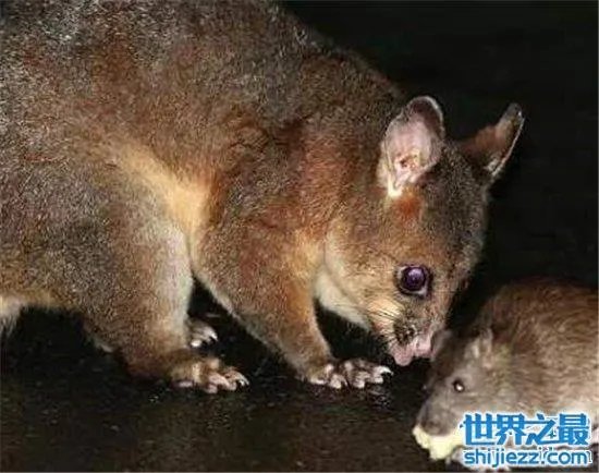 变种巨鼠体型庞大,大多数体型超过一只成年的猫