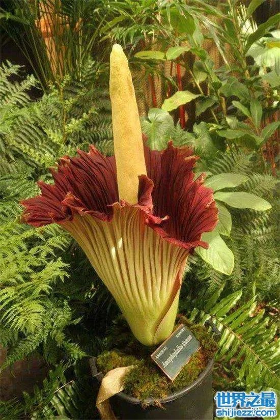 尸臭魔芋最高可达三米,绽放时发出尸体腐烂的气味