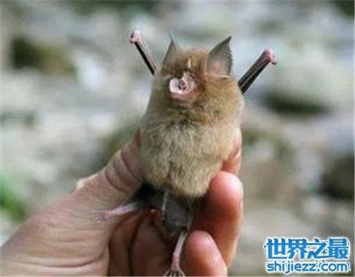 中华菊花蝠是SARS病毒传播源头 潜在多种病毒危害