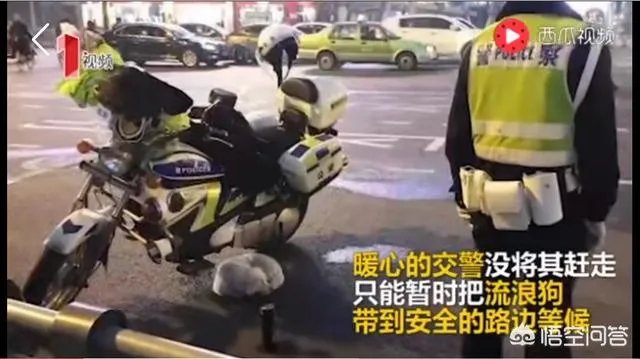 如何看待成都街头流浪小狗求助辅警，守候路边等他下班，最终被收养？