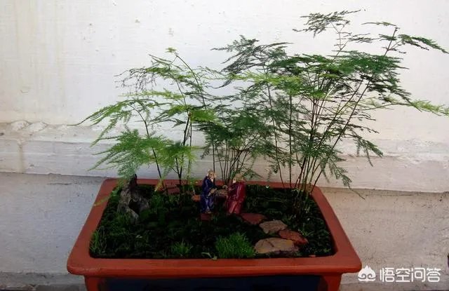 适合养文竹的花盆?