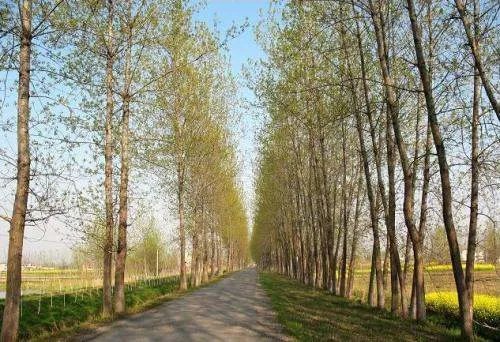 关于白杨树的资料