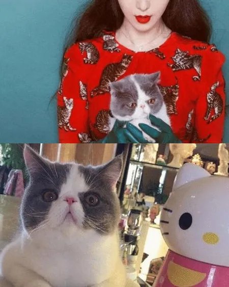 李晨含蓄秀恩爱发“狗粮” 晒范爷半脸美照甜蜜告白