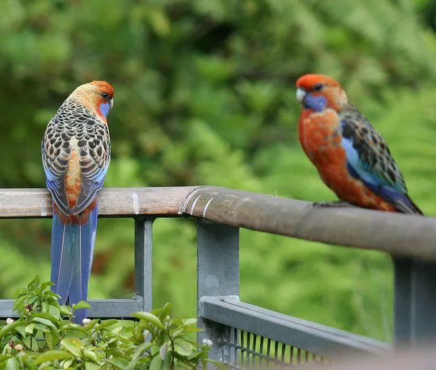 阿得雷德玫瑰鹦鹉的介绍
