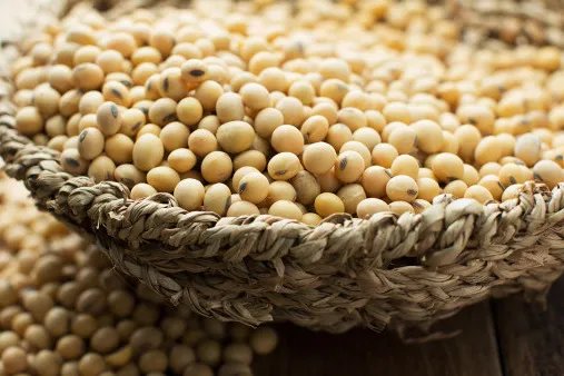 豆子的功效与作用