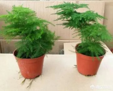 适合养文竹的花盆?