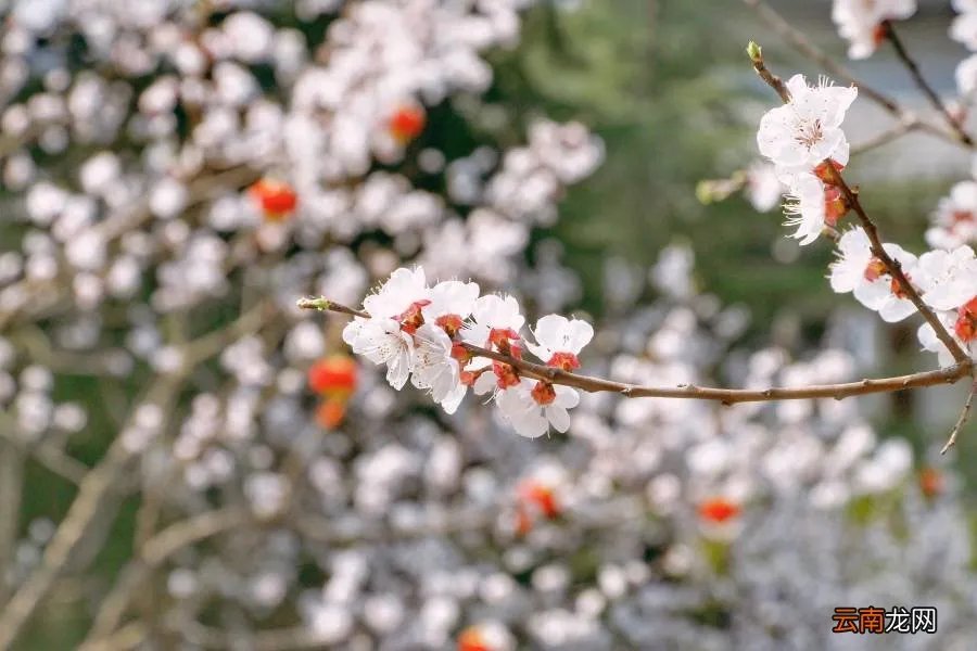 红杏枝头春意闹 红杏枝头春渐悄