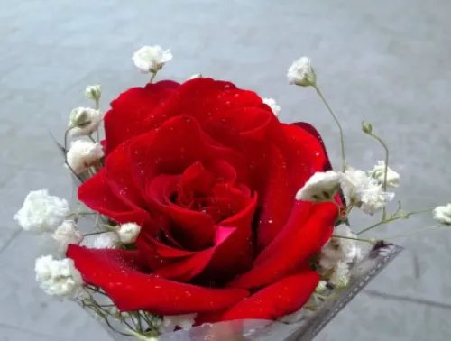 2朵玫瑰花代表什么意思 两朵玫瑰花适合送给什么人