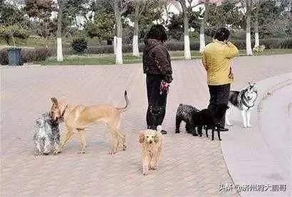 如何看待,近日,石家庄遛狗不拴绳狗被暂扣,主人大哭这种行为?