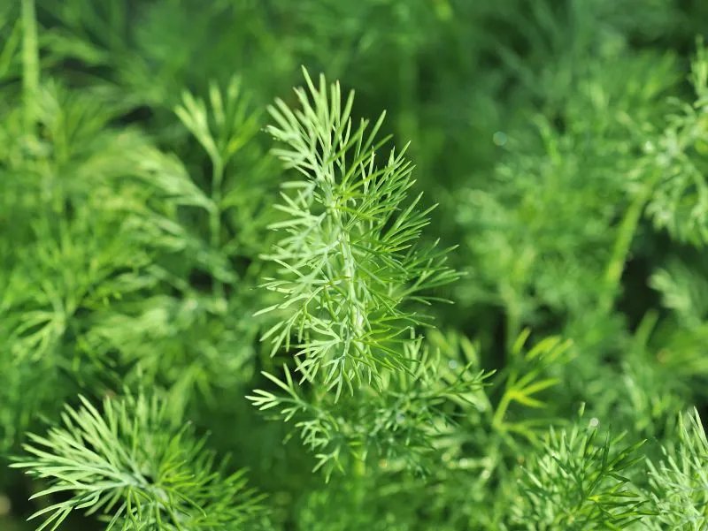 艾叶如何治疗湿疹