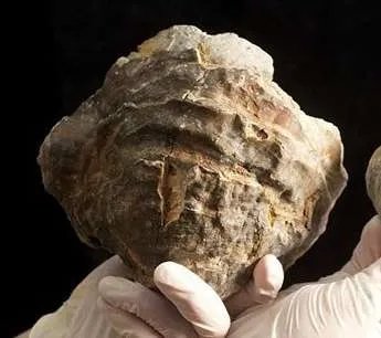 世界上最大的珍珠——老子之珠，如人脑一般大