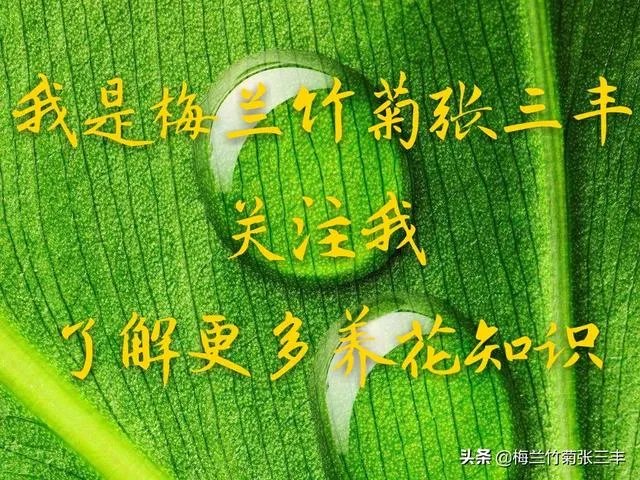 适合养文竹的花盆?
