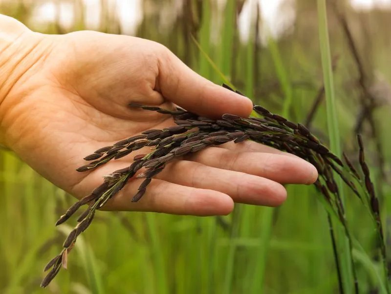 谷类的营养价值