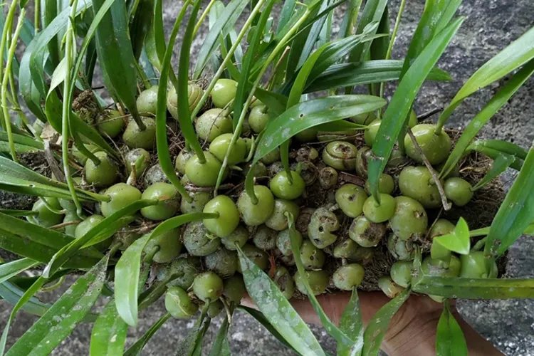 一匹草药材图片