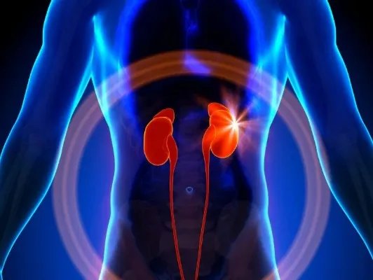 肾部保养的作用