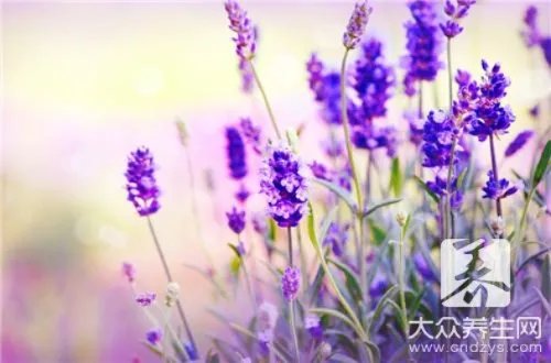 薰衣草精油去痘印