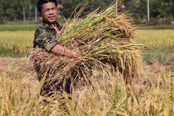 中央向实际种粮农民发100亿元补贴 这笔钱你领到了吗?