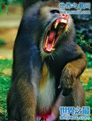 山魈食人图是真的吗,历史上竟存在人吃人的风俗