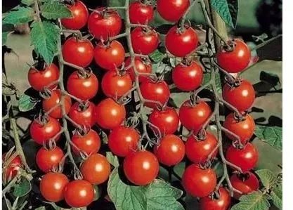 当时杨贵妃能吃到西红柿吗