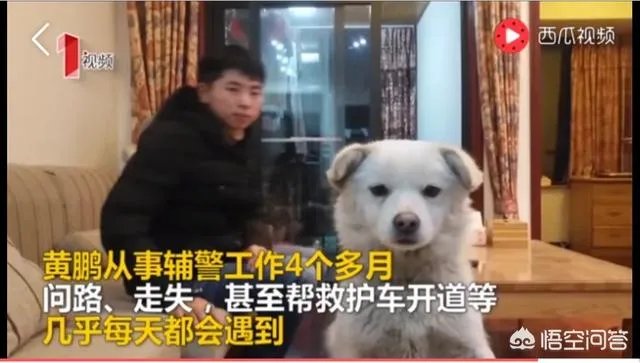 如何看待成都街头流浪小狗求助辅警，守候路边等他下班，最终被收养？
