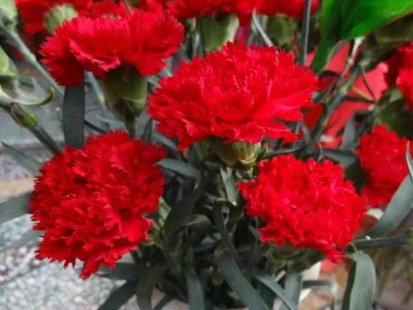 红色康乃馨怎么养