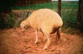 警惕！！我国发现首例输入性裂谷热