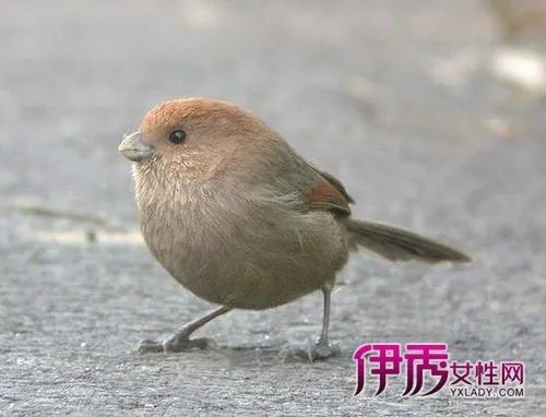 冯媛甄个人资料简介图片介绍