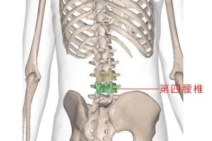 T4椎体在哪个位置图片