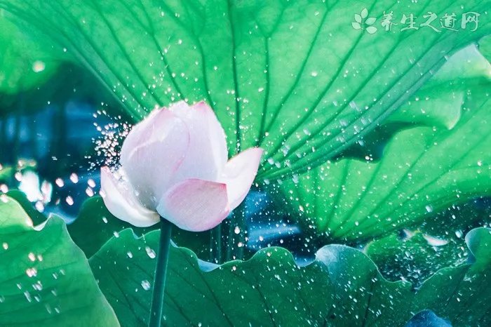 欧诗漫珍珠粉怎么用?欧诗漫珍珠粉使用方法