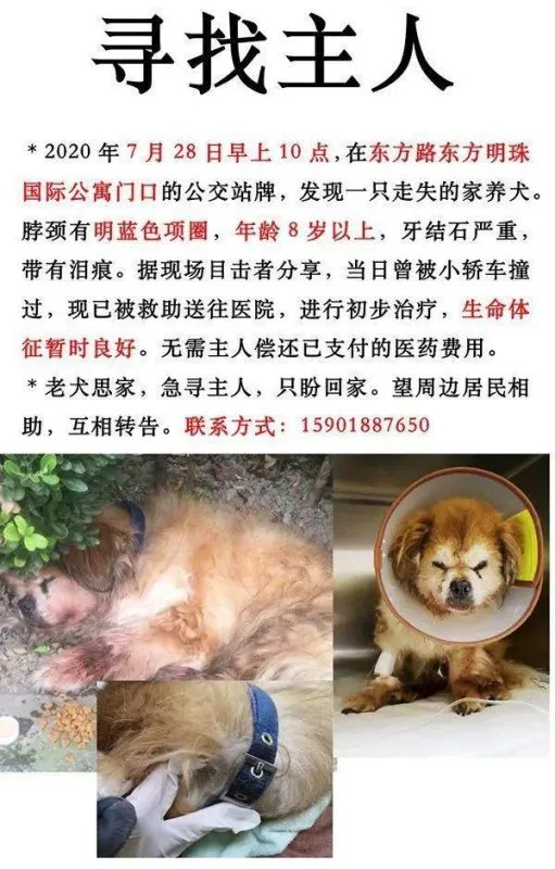 上海首例养犬人遗弃犬只案罚款500元 ，处罚是否太轻？
