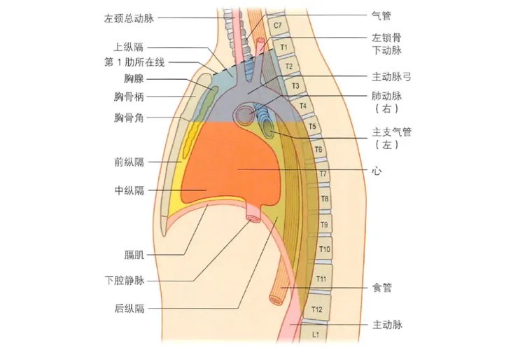 胸骨后是什么位置图
