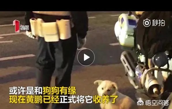 如何看待成都街头流浪小狗求助辅警，守候路边等他下班，最终被收养？