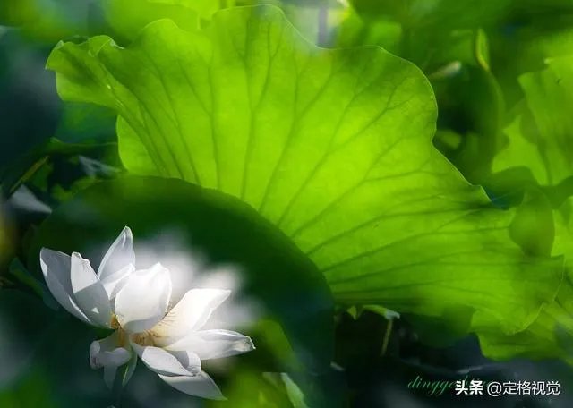 增距镜如何使用?