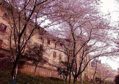 武大樱花什么时候开?