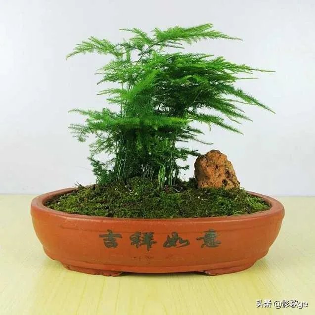 适合养文竹的花盆?