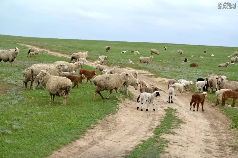 日本推出租羊吃草业务 除草能力强价格十分合理