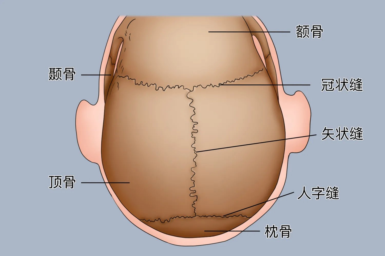 矢状缝的位置图